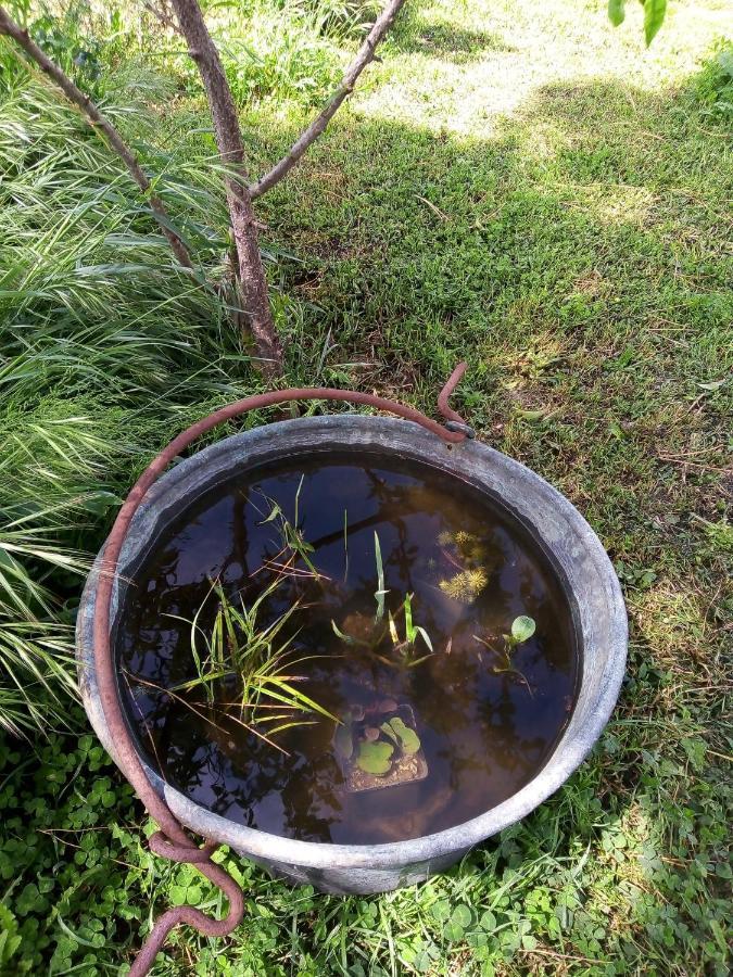 Baschi B&B La Gallinella Rossa מראה חיצוני תמונה