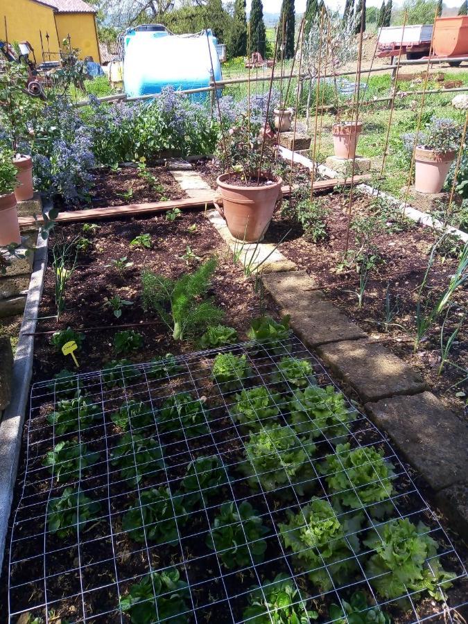 Baschi B&B La Gallinella Rossa מראה חיצוני תמונה